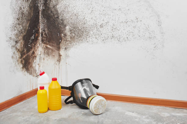 Best Commercial Mold Remediation in Riverdale, NJ