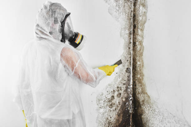 Best Basement Mold Remediation in Riverdale, NJ