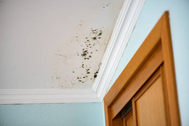 Best Mold Remediation for Schools in Riverdale, NJ