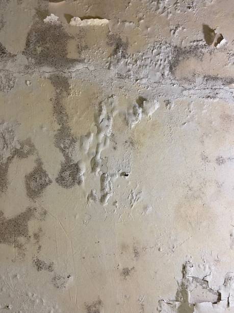 Best White Mold Remediation in Riverdale, NJ